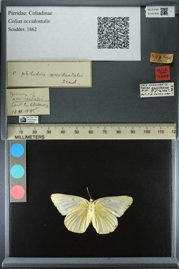 Media type: image;   Entomology 191978